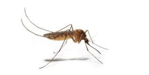 zika
